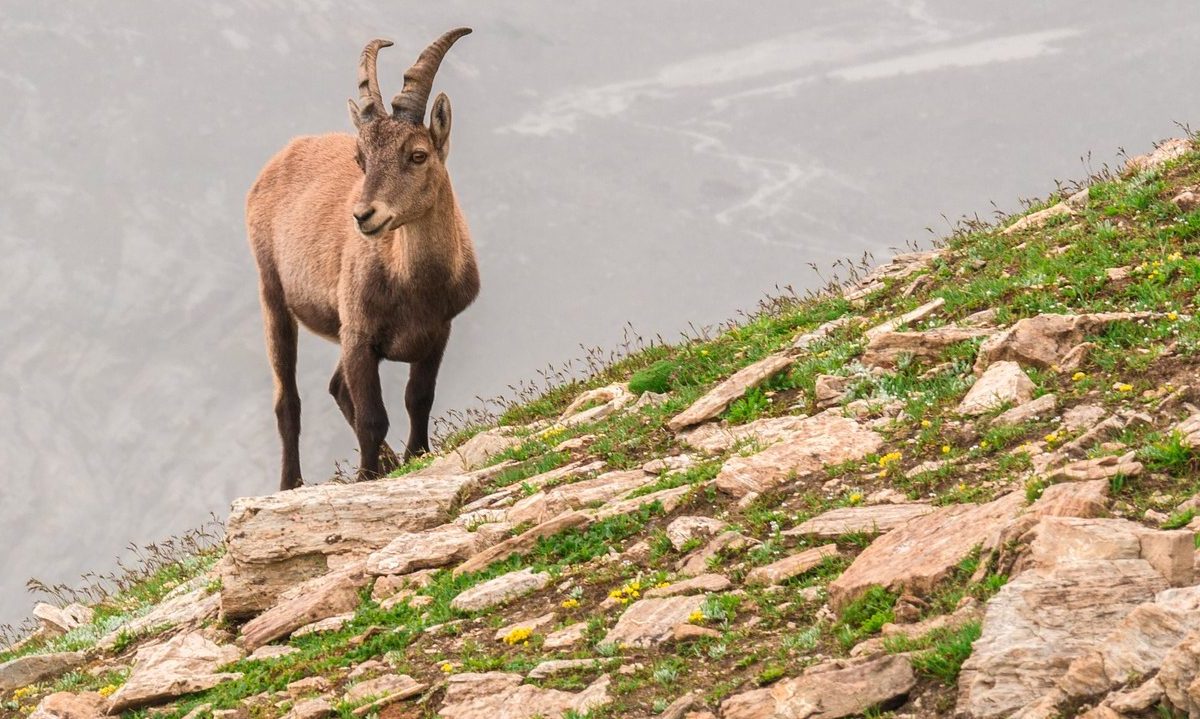 Tessin: Falschheit, Lügen und Gewalt der Hobby-Jäger