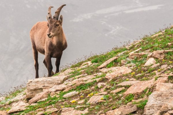 Tessin: Falschheit, Lügen und Gewalt der Hobby-Jäger