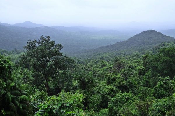 Emergencia forestal global: la deforestación amenaza la biodiversidad
