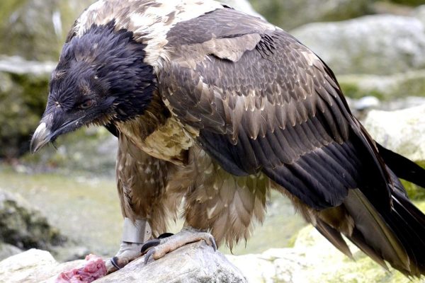 Hobby-Jäger vergiften Greifvögel mit illegalen Ködern
