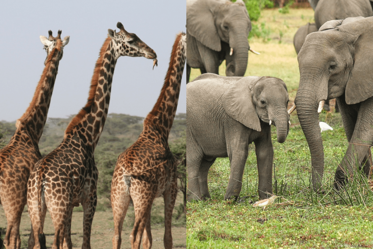 CITES: Kein Handel mit Elefanten und Schutz für Giraffen
