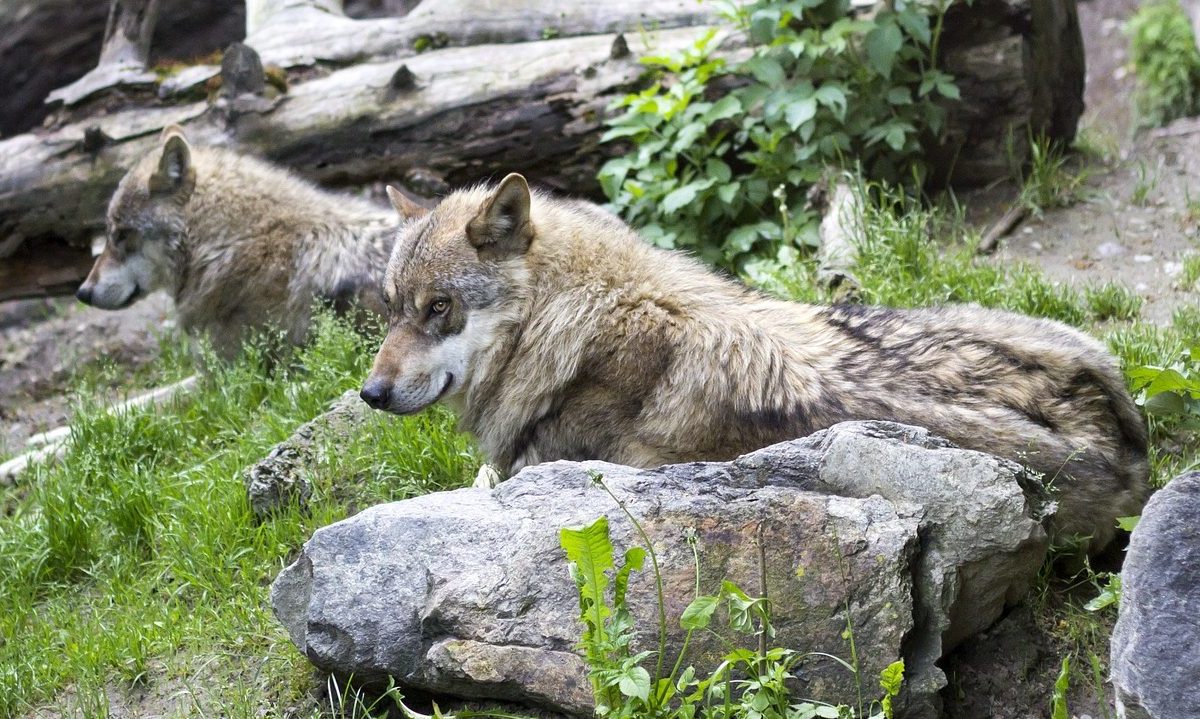 Neue Wolfsrudel in der Schweiz bestätigt