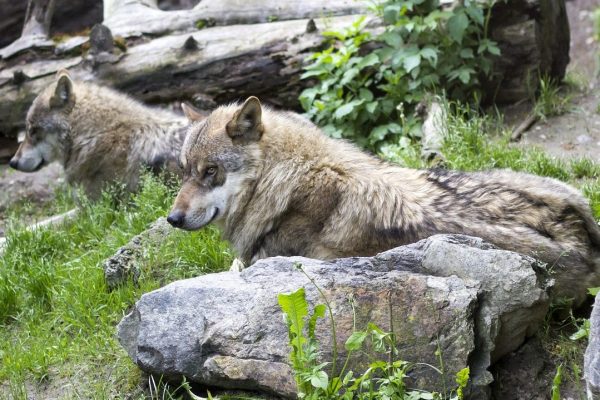 New wolf pack confirmed in Switzerland