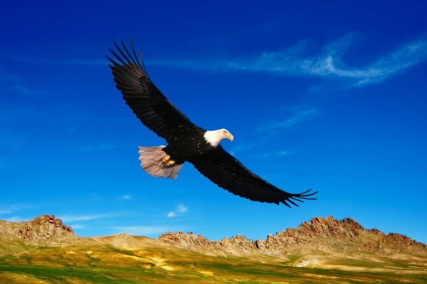 USA: Trump schwächt Schutz bedrohter Tierarten massiv