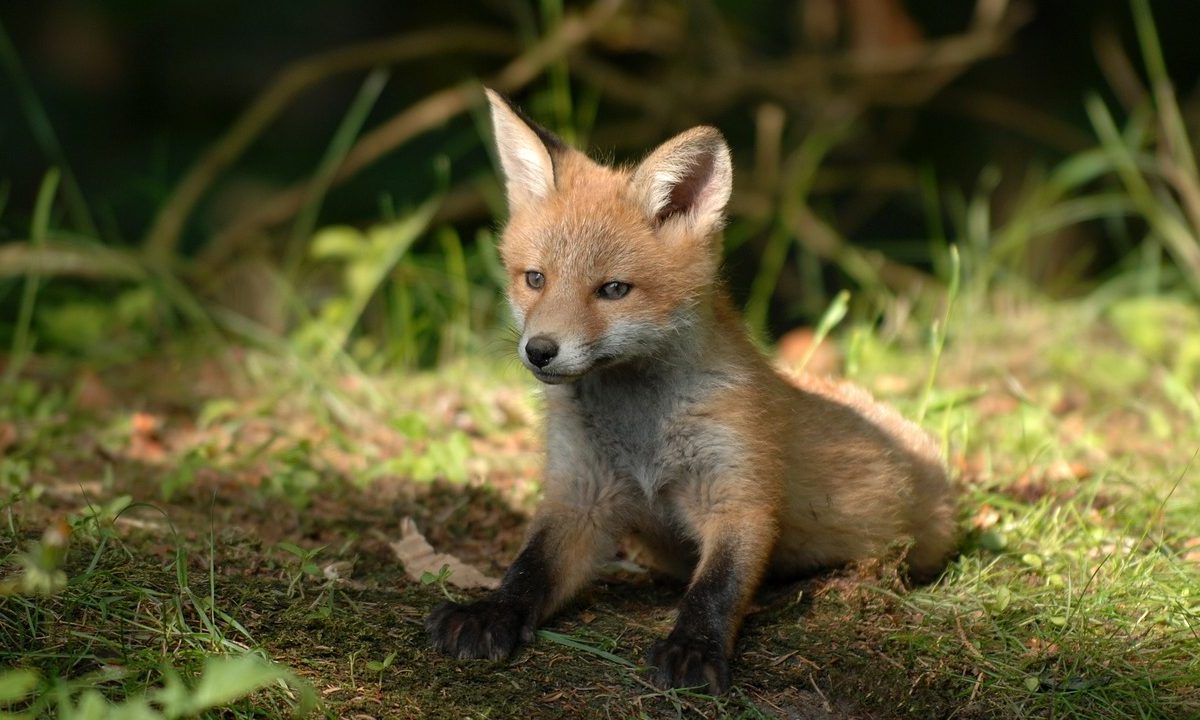 Basel: Fachliches Unvermögen der Wildtierforschung?
