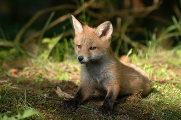 Basel: vakinhoudelijk onvermogen van het wildonderzoek?