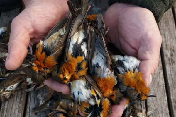 Hobby-Jäger töten 25 Millionen Vögel in Südeuropa illegal