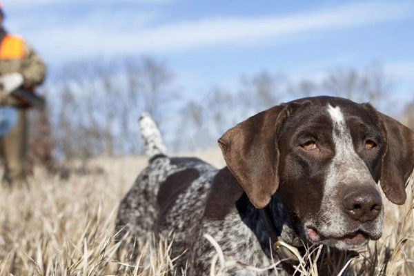 USA: Tierschutzverbände klagen wegen GPS-Sendern an Jagdhunden