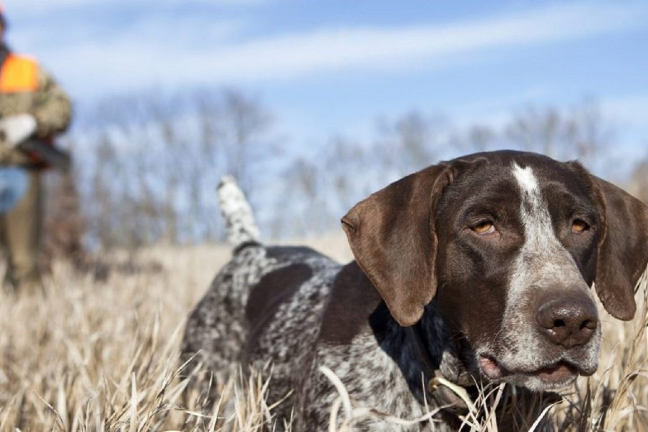 USA: Tierschutzverbände klagen wegen GPS-Sendern an Jagdhunden