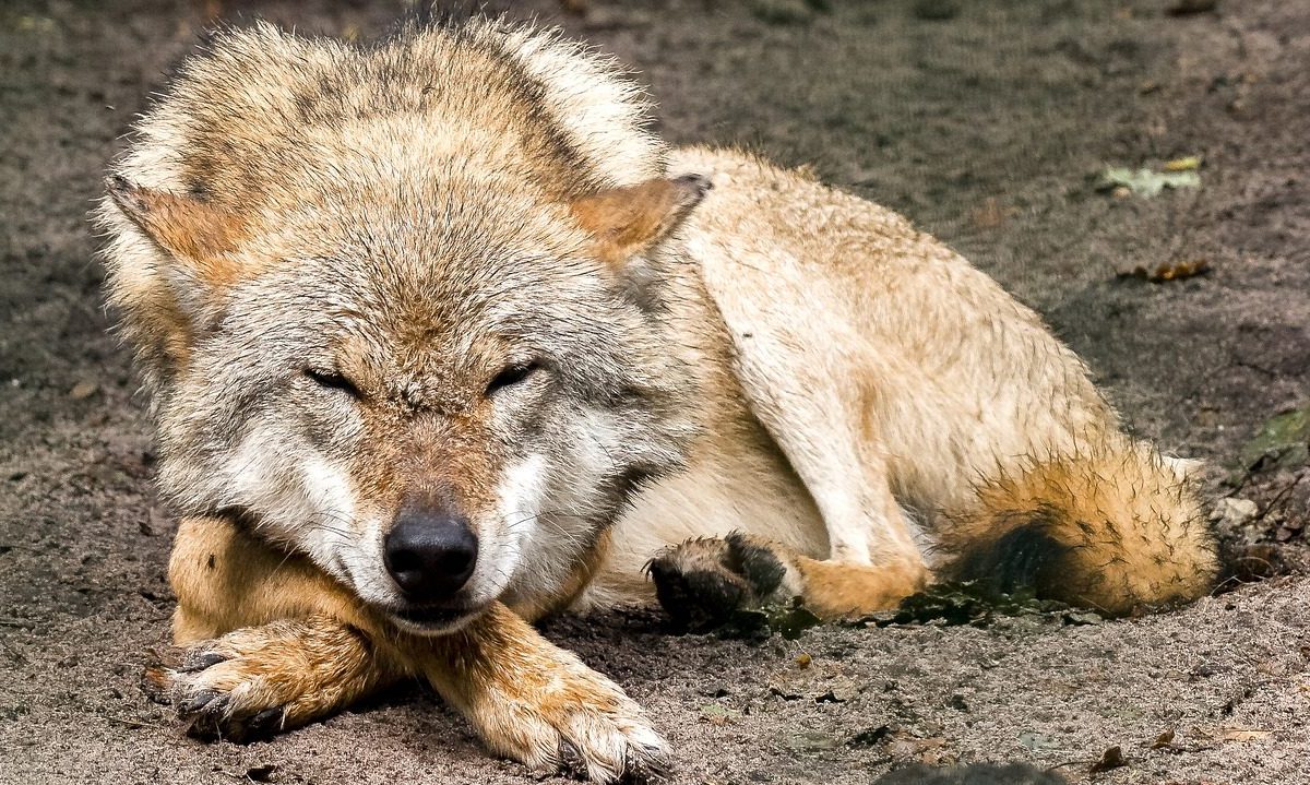 Bevölkerung sagt Nein zur Lockerung des Wolfsschutzes