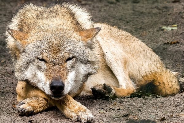 Bevölkerung sagt Nein zur Lockerung des Wolfsschutzes