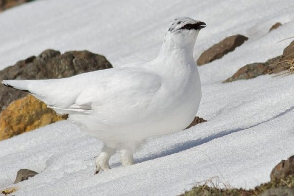 Hobby-Jäger wollen Schneehuhn nicht geschützt sehen