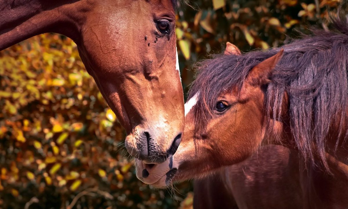 Tierschutzgesetz schützt nicht das Leben der Tiere