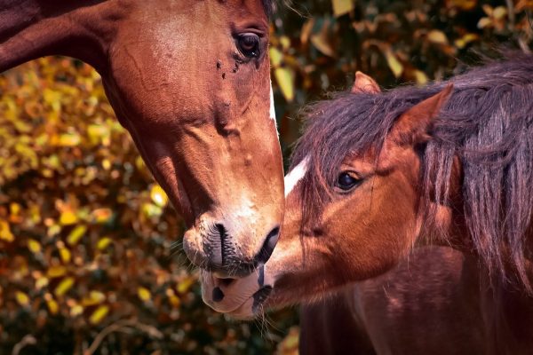 Tierschutzgesetz schützt nicht das Leben der Tiere