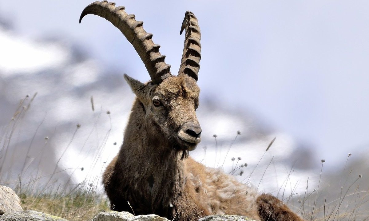 Weniger Schutz für Wildtiere: Jagdgesetz-Revision kritisiert