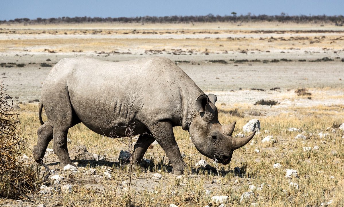 Botswana Zunahme der Nashorn-Wilderei