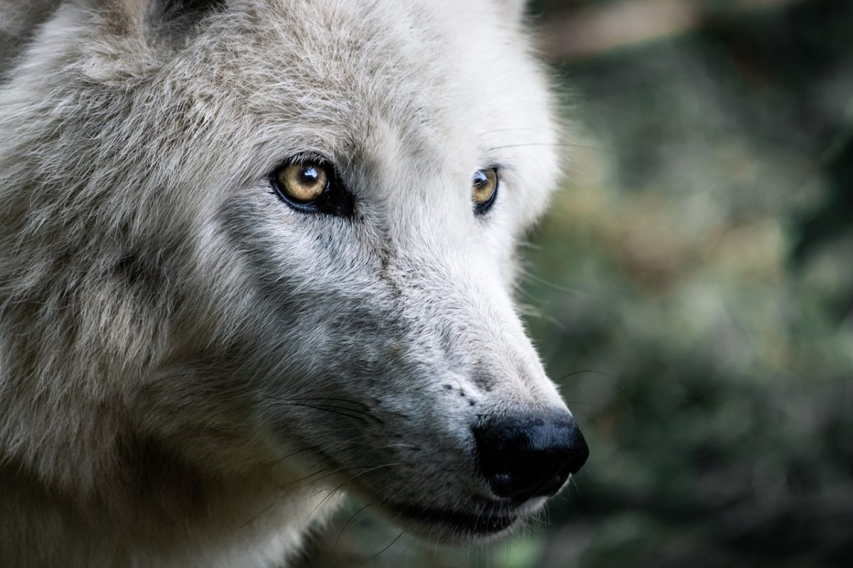 Der Wolf