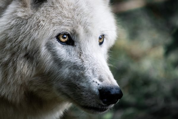 Wolf bleibt in Deutschland streng geschützt