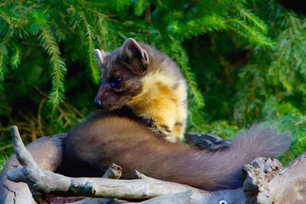 App de la UE: ¿Ha visto un animal salvaje? ¡Comuníquelo!