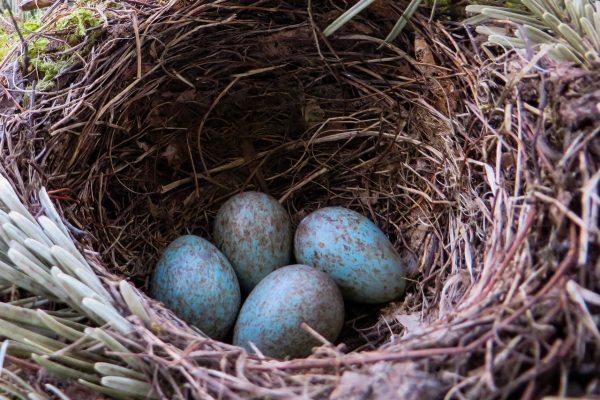 Studie: Eier sind in kalten Klimazonen dunkler gefärbt
