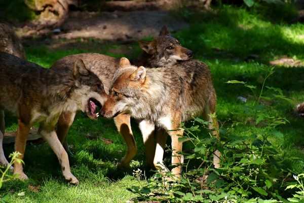 Graubünden: Schafhalter und diffuse Behörden im Wolfkonflikt