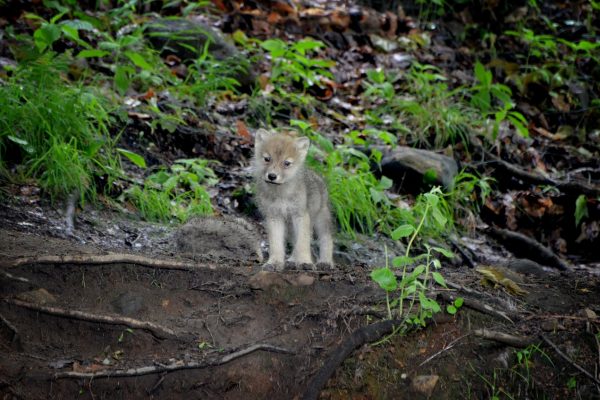 Graubünden macht Jagd auf Jungwölfe am Beverin