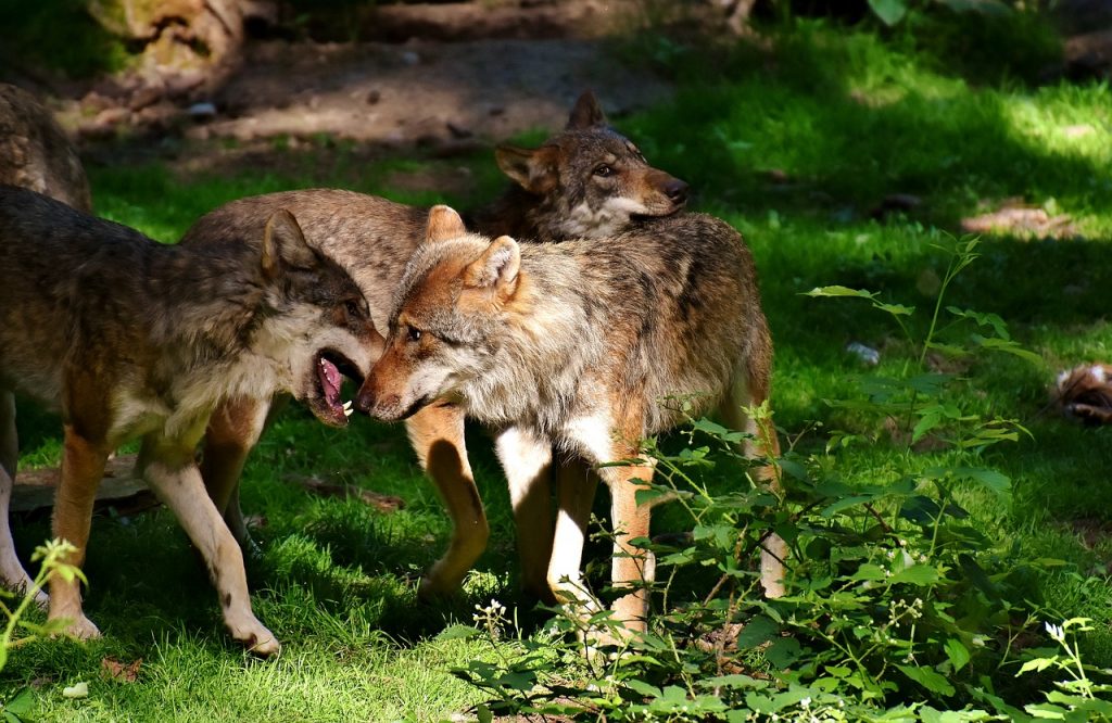 Jungwolf
