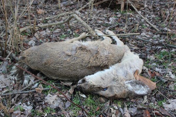 Hobby-Jäger lügen auch beim Verkauf von Wildfleisch