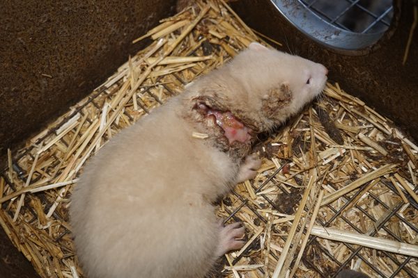 Slowakei verbietet Pelzproduktion ab 2025