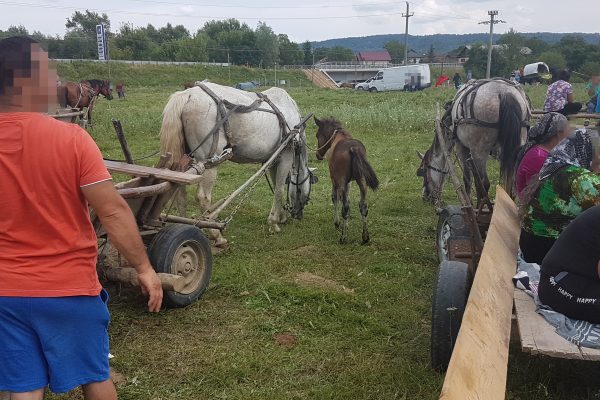 Roumanie : maltraitance animale massive sur les marches aux chevaux