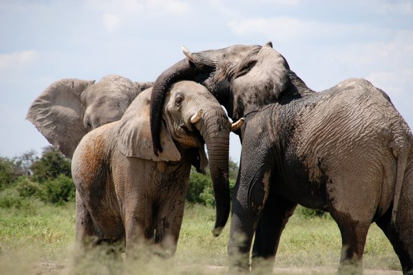 Simbabwe: Tierschützer verurteilen Export von Elefanten