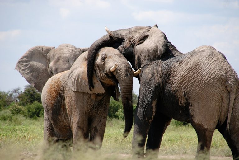 Tierschützer verurteilen Simbabwes Ausfuhr von 32 wilden Elefanten für Zoos