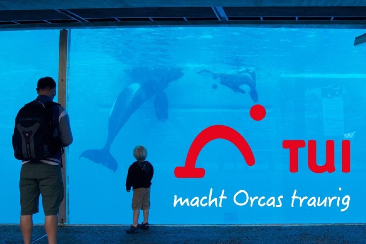 Tui makes orcas sad