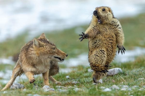 Wildlife Photographer of the Year 2019: le foto vincitrici