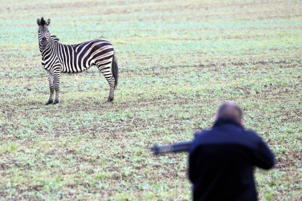 Deutschland: Zirkus-Zebra entkommt und wird erschossen