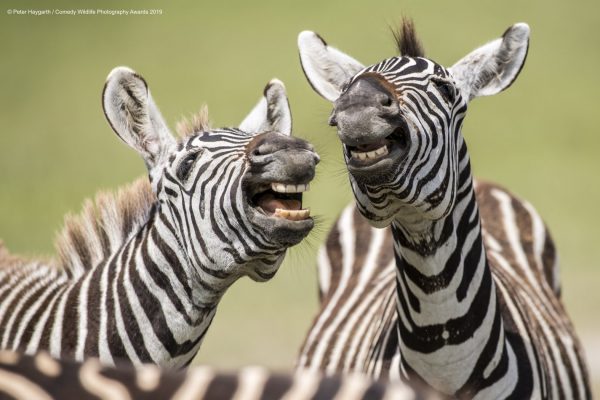 Wildlife Comedy Awards 2019: Die lustigsten Tierfotos