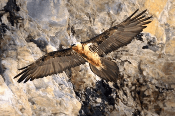 Bearded vulture killed by golden eagle: What lies behind the incident