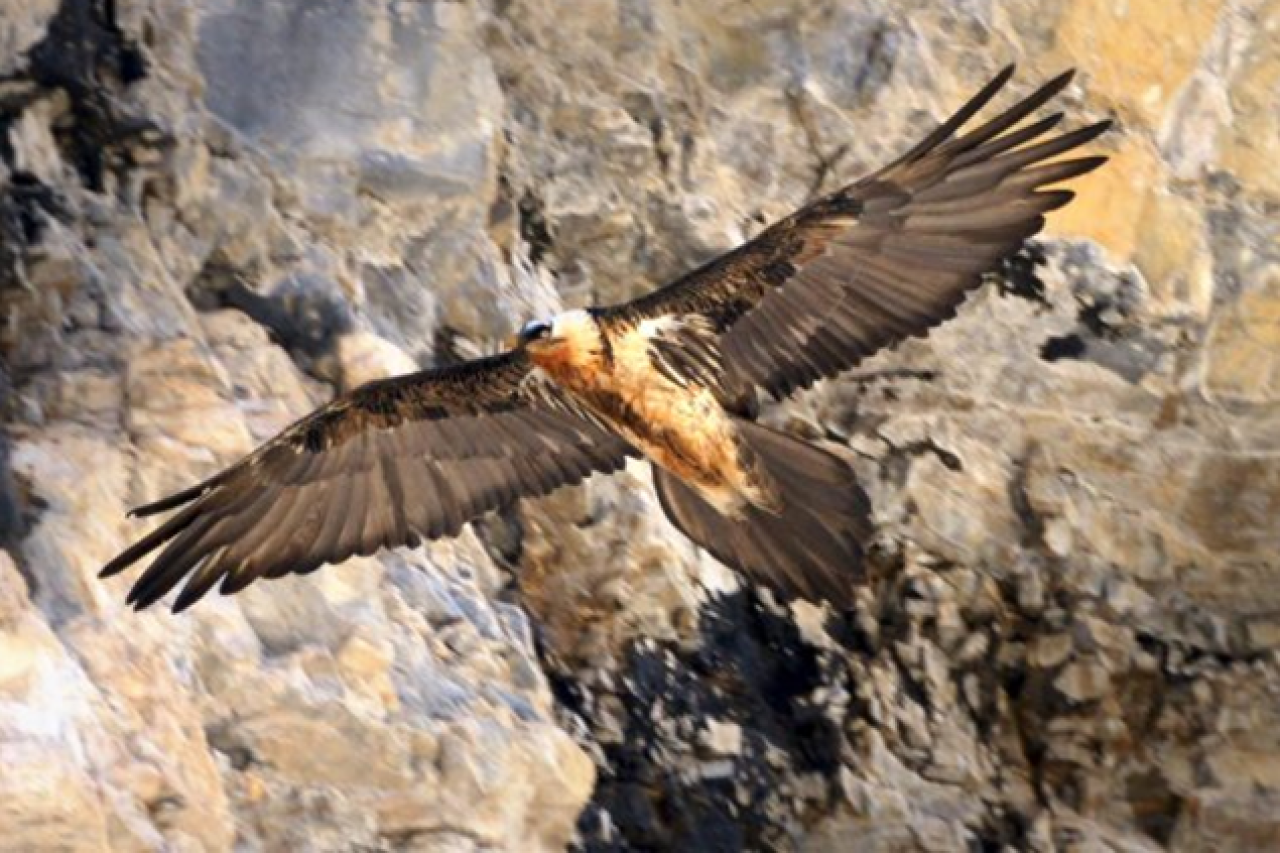 Bartgeier von Steinadler getötet Was hinter dem Vorfall steckt