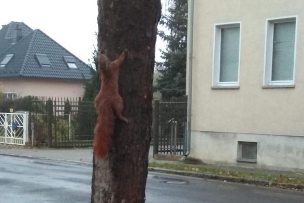 Reward for squirrel abuser increased to 3'500 euros