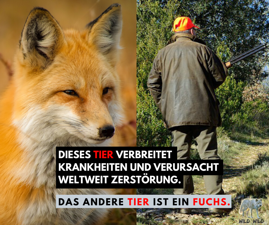 Schweiz: Schluss mit der Fuchsjagd
