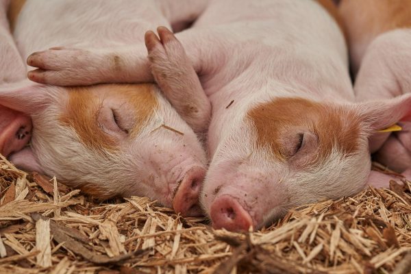 PETA avvia un procedimento storico dal punto di vista giuridico in Germania