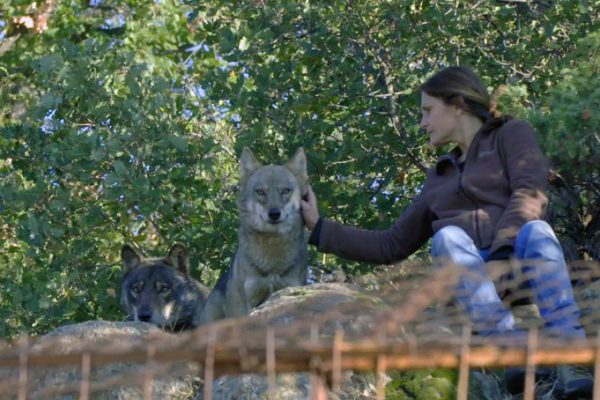 Conseil cinema : le retour des loups en Suisse