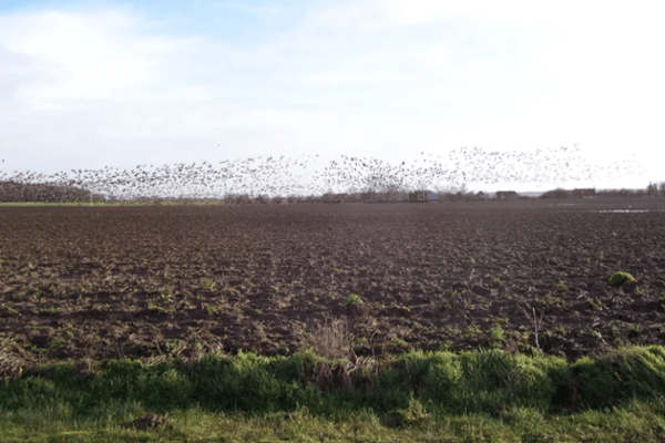 Hunting Travel Agency Under Fire: Goose Hunting as a Business Model