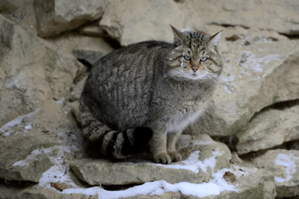 Austria: el gato montés necesita hábitats conectados