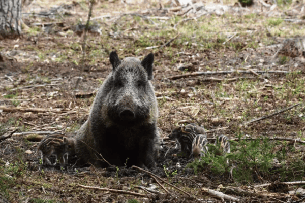 Österreich: Wildschwein-Jagd ist politischer Aktionismus