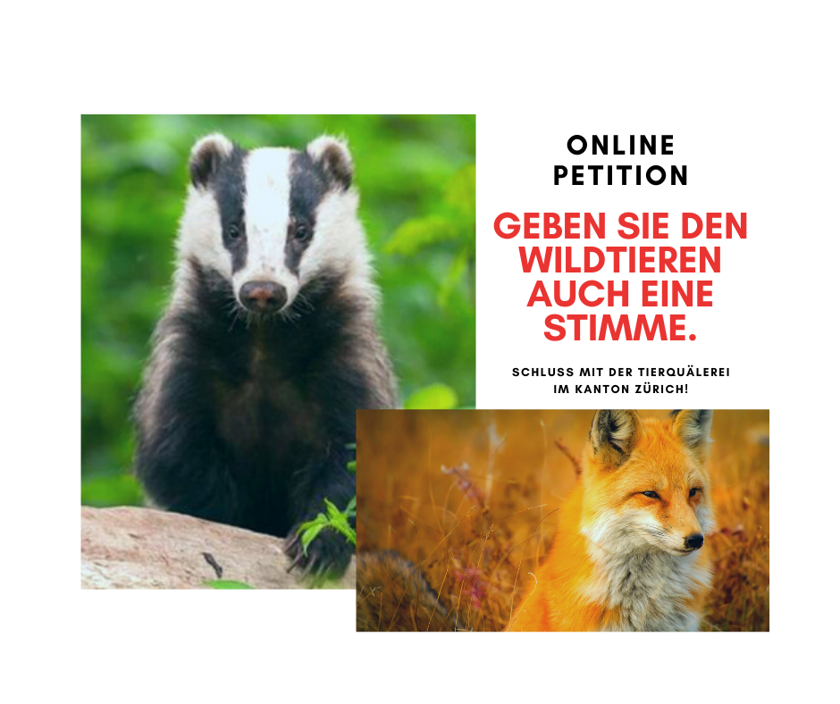 Stoppt das Fuchs- und Dachsmassaker im Kanton Zürich