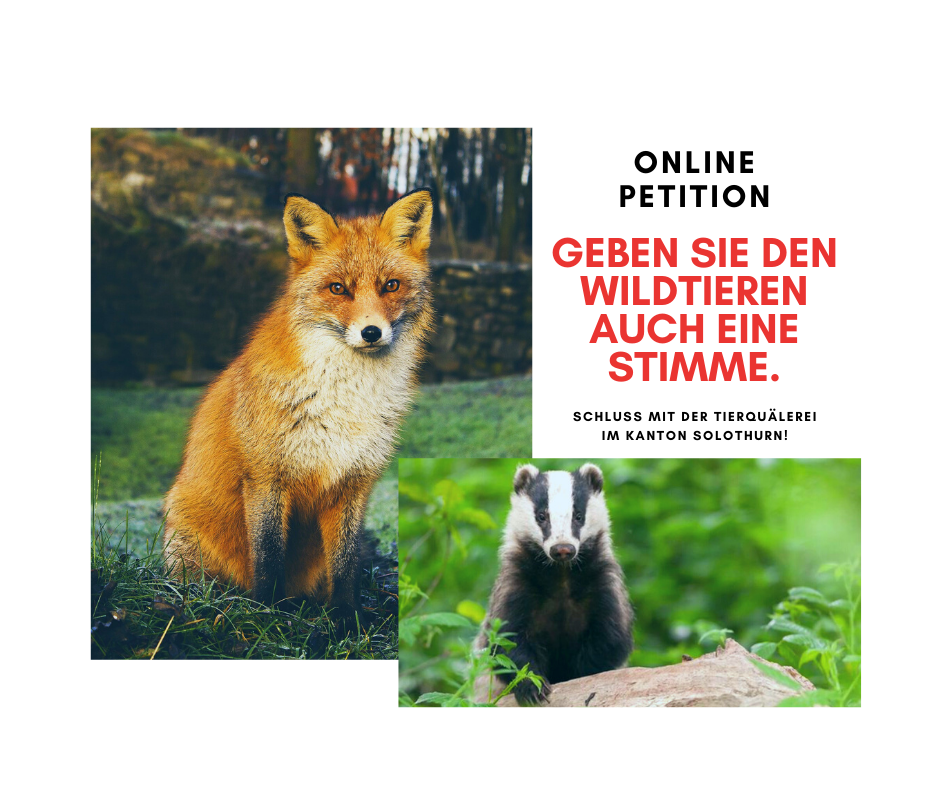 Stoppt das Fuchs- und Dachsmassaker im Kanton Solothurn