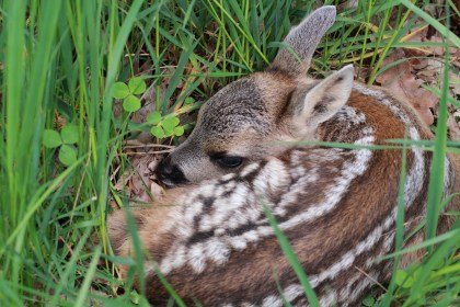 Wildtierrettung Rehkitz