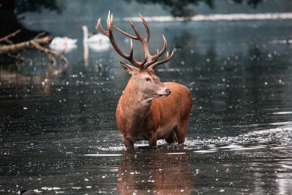 Arosa: seis kilos de plástico en el estómago de un ciervo