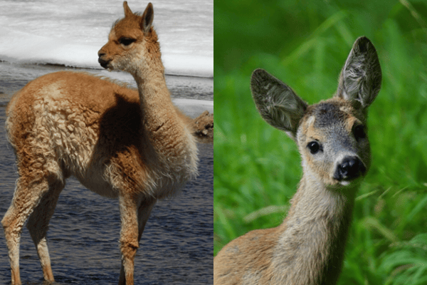 Saillon: Hobby Hunter Shoots Llama Instead of Roe Deer